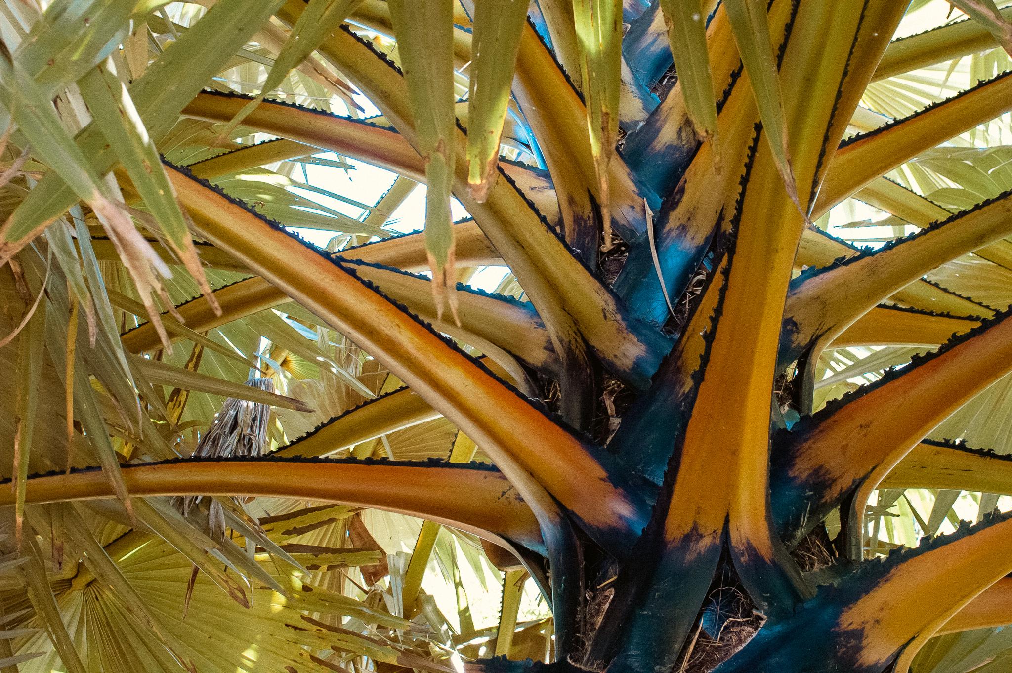 Colorful palm